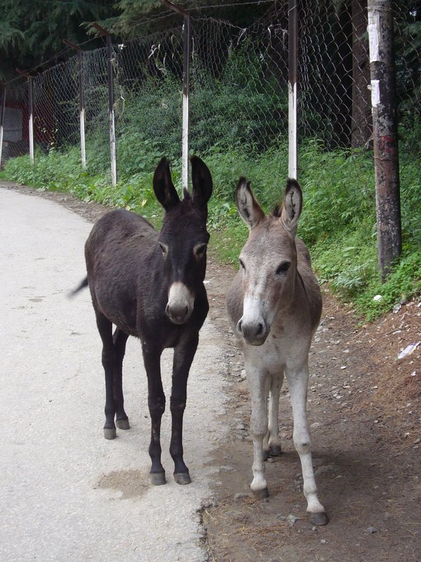 Travel - India - Himachal Pradesh - Manali